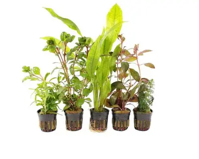 Achterzone Aquariumplanten Mix bij Aquariumplantenshop