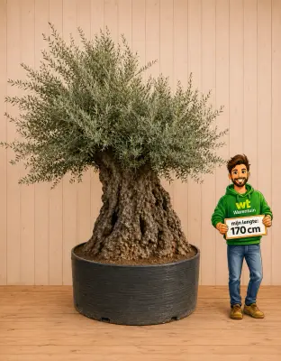 Actie 1: Unieke XL Plant: Reuze Olijfboom Olea – mediterrane eye catcher (8149900040985) bij Warentuin