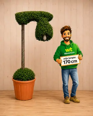 Actie 7: Ilex met echte lamp – ca. 250 cm hoog – exclusieve tuinplant bij Warentuin
