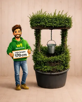 Actie 9: Ilex wensput – ca. 200 cm hoog – exclusieve tuinplant bij Warentuin
