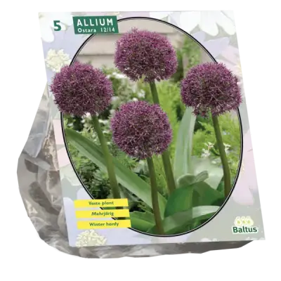 Allium Ostara per 5 bloembollen Baltus bij Warentuin