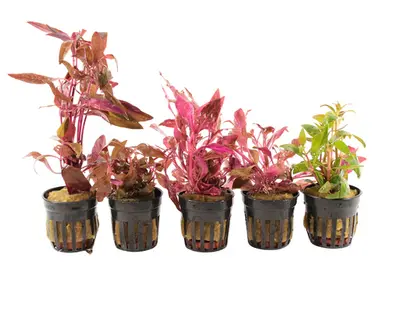 Alternanthera Aquariumplanten Mix bij Aquariumplantenshop