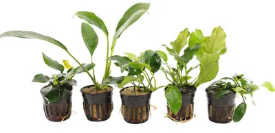 Anubias Aquariumplanten Mix bij Aquariumplantenshop