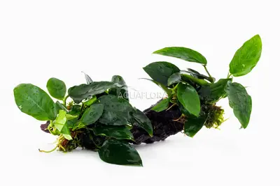 Anubias Op Kienhout M (20-30Cm) - Dw (Anubias op kienhout M (20-30cm) - DW) bij Heevis