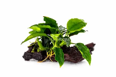 Anubias Op Kienhout Nano (5-7Cm) - Dw (Anubias op kienhout nano (5-7cm) - DW) bij Heevis