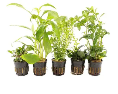 Azië Aquariumplanten Mix bij Aquariumplantenshop