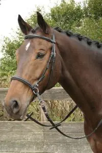 Bitloos hoofdstel Harry's Horse bij Ruitersport.com (Almar)
