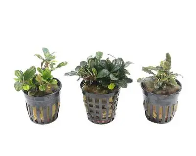 Bucephalandra Aquariumplanten Mix bij Aquariumplantenshop