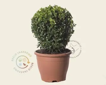 Buxus - bolvorm bij Tuinplantenwinkel