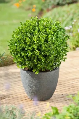 Buxus (Buxus microphylla 'Faulkner') D 24 H 60 cm bij Intratuin