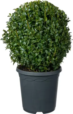 Buxus (Buxus sempervirens) D 19 H 20 cm bij Intratuin