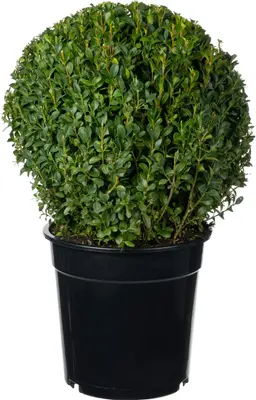 Buxus (Buxus sempervirens) D 23 H 25 cm bij Intratuin