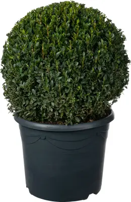 Buxus (Buxus sempervirens) D 30 H 30 cm bij Intratuin