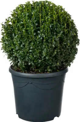Buxus (Buxus sempervirens) D 32 H 35 cm bij Intratuin