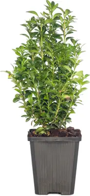 Buxus (Buxus sempervirens) D 9 H 10 cm bij Intratuin
