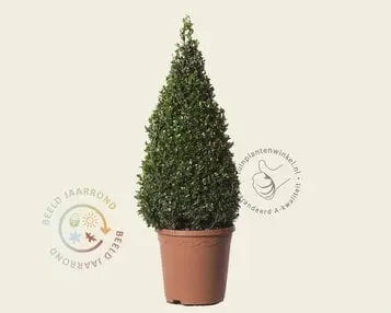 Buxus - kegelvorm bij Tuinplantenwinkel