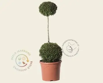 Buxus sempervirens 2 bollen op stam bij Tuinplantenwinkel
