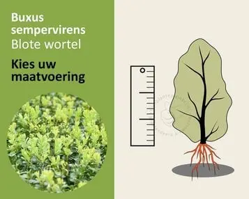 Buxus sempervirens - blote wortel bij Tuinplantenwinkel