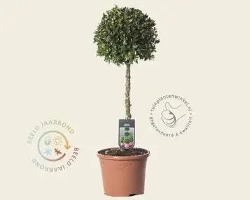 Buxus sempervirens bol - 35 cm stam bij Tuinplantenwinkel
