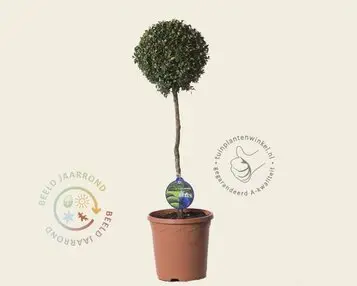 Buxus sempervirens bol - 45 cm stam bij Tuinplantenwinkel