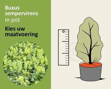 Buxus sempervirens - in pot bij Tuinplantenwinkel