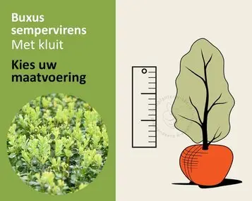 Buxus sempervirens - kluit bij Tuinplantenwinkel