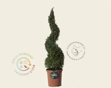 Buxus sempervirens spiraal bij Tuinplantenwinkel