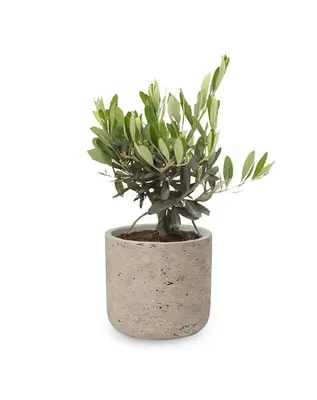 Charlie Grey | Olijfboom bij Fleurdirect