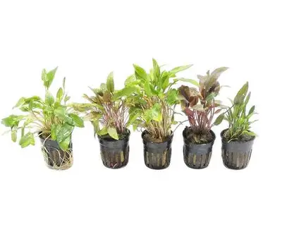 Cryptocoryne Aquariumplanten Mix bij Aquariumplantenshop
