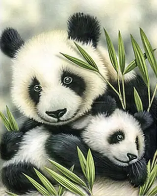 Diamond Painting - Panda met jong - 30 x 40 cm bij HobbyVision