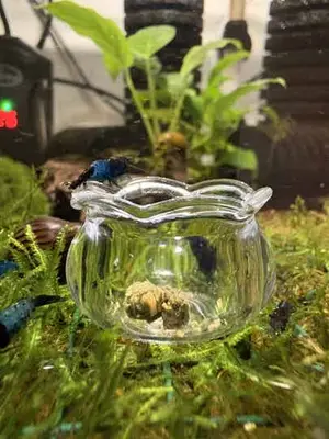 Doorschijnend aquarium voerpotje bij Aquaria Pura