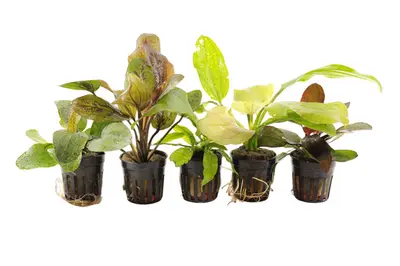Echinodorus Aquariumplanten Mix bij Aquariumplantenshop