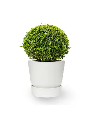 Elho | Buxus Elho Elho | Buxus bij Fleurdirect