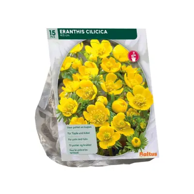 Eranthis Cilicica 15 stuks bloembollen Baltus bij Warentuin