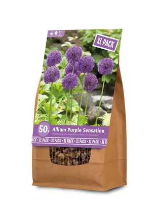 Florex Allium - Bloembollen - XL zak bij Welkoop