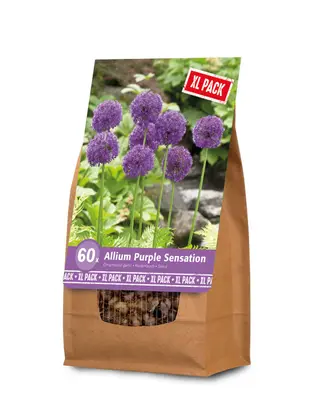 Florex Allium - Bloembollen - XL zak bij Welkoop