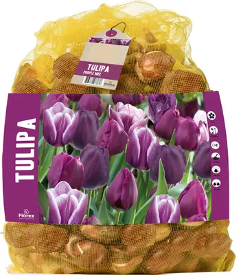 Florex bloembollen tulp (Tulipa) Paarse mix 40 stuks bij Intratuin