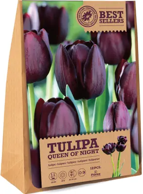 Florex bloembollen tulp (Tulipa 'Queen of the Night') 12 stuks bij Intratuin
