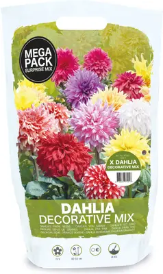 Florex bloembollen zaaddahlia decorative verassingsmix 8 st bij Intratuin