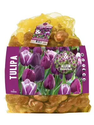Florex Tulp - Allium - Bloembollen bij Welkoop