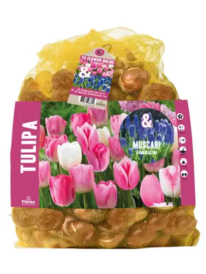 Florex Tulp - Blauwe druifjes- Bloembollen bij Welkoop
