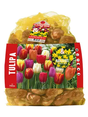 Florex Tulp - Narcis - Bloembollen bij Welkoop