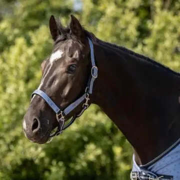 Halster QHP Collection Misty blue bij Equidrome