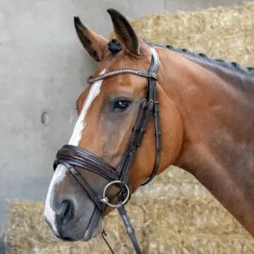 Hoofdstel Harry's Horse Copper Bruin bij Equidrome