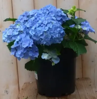 Hortensia Hydrangea blauw 40 cm Warentuin Natuurlijk bij Warentuin