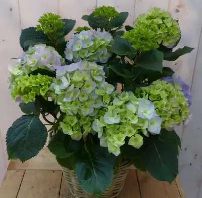 Hortensia Hydrangea in een mand blauw Warentuin Natuurlijk bij Warentuin