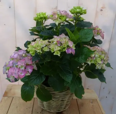 Hortensia Hydrangea in een mand roze Warentuin Natuurlijk bij Warentuin