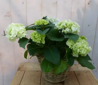 Hortensia Hydrangea in een mand wit Warentuin Natuurlijk bij Warentuin