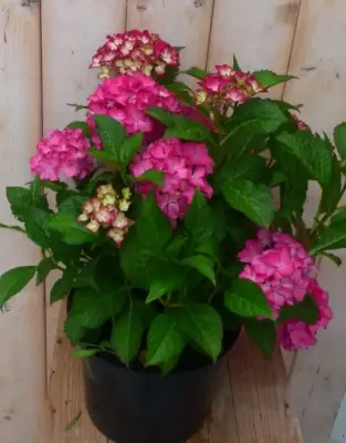 Hortensia Hydrangea roze 40 cm Warentuin Natuurlijk bij Warentuin