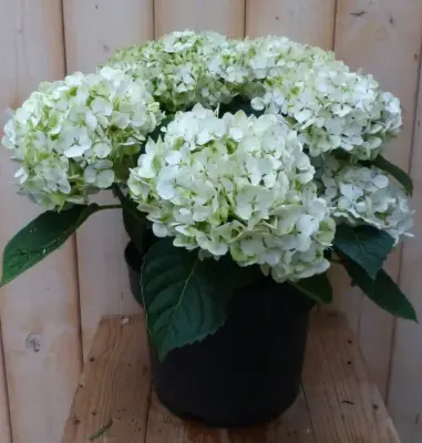 Hortensia Hydrangea wit 40 cm Warentuin Natuurlijk bij Warentuin